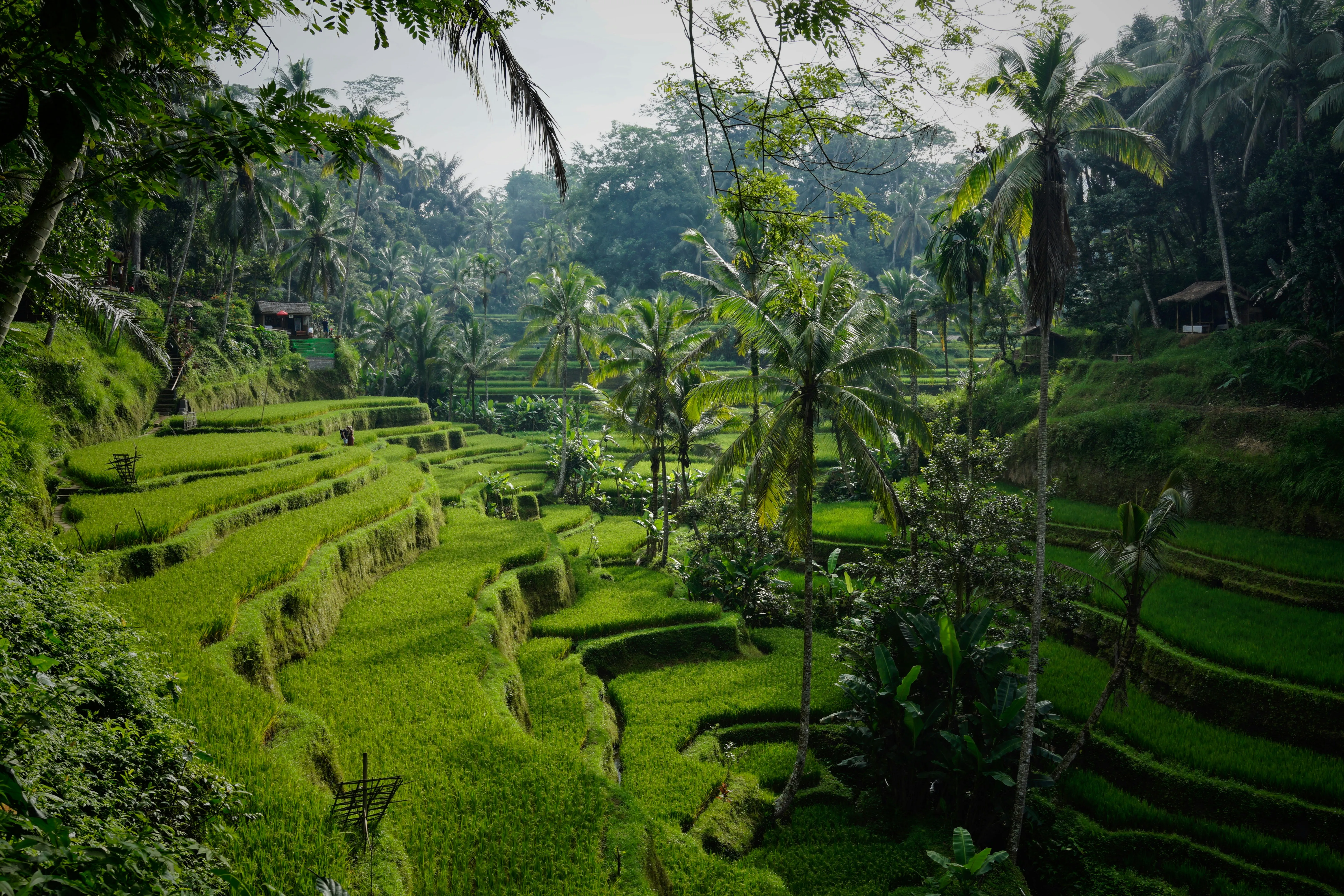 Bali Family Discovery